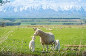 New Zealand lambs