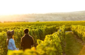 New Zealand vineyard