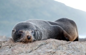 New Zealand fur seal in Kaikoura