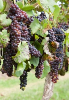 Grapes hang in bunches on the vine in a vineyard.
