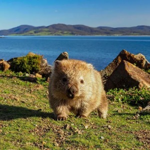 A cute wombat is seen standing in a grassy field.