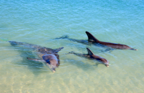 Monkey Mia dolphins