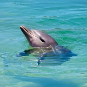 A playful dolphin peeking out of the clear, blue water.