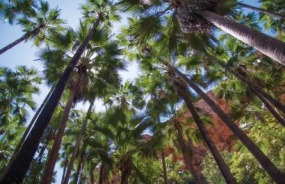 Zebedee Springs