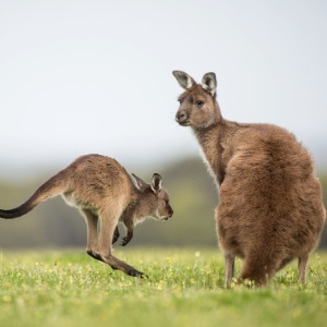 Mother kangaroo and her joey playing in a field.