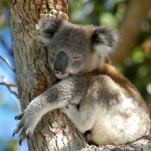 A sleeping koala bear resting on a tree branch.