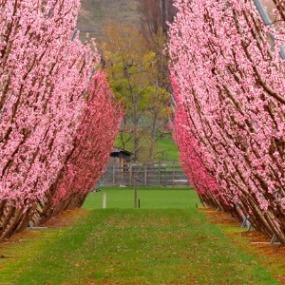 Orchard Blossom