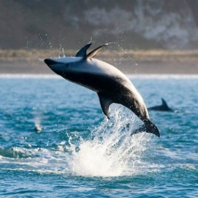 Leaping dolphin