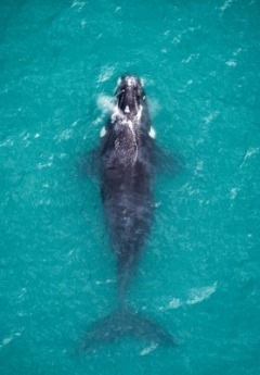 Aerial view of sperm whale in Kaikoura
