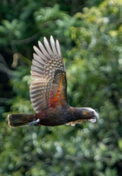 Kaka bird flying in the native bush
