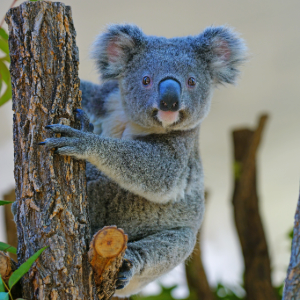 Koala clinging to a tree trunk, looking directly at the camera.