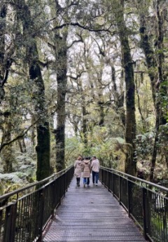 Three people stroll on an rainforest walkway
