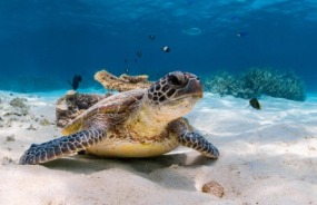 Turtle in Ningaloo Reef Marine Park