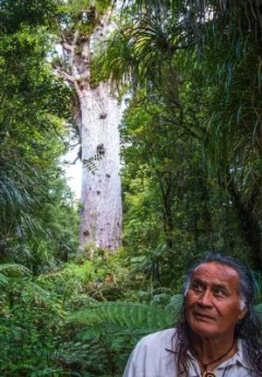 A Māori man looks up at the massive, ancient Tāne Mahuta kauri tree.