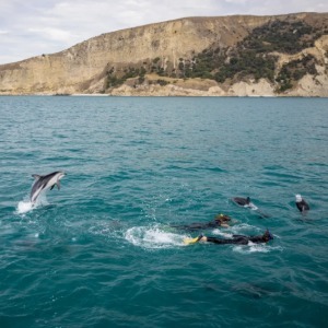 Swimmers and a jumping dolphin interact in the ocean near a rugged coastal cliff.