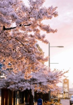 A Street view of Invercargill with blossom on the tree