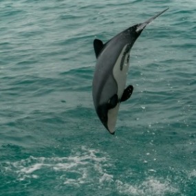 Orca in Akaroa
