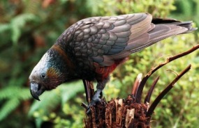 Native New Zealand kaka