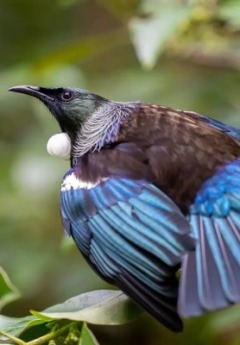 A close-up of a colourful tui bird showing its iridescent feathers and white throat tuft.