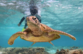 Great Barrier Reef, Cairns