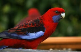 Parrot Crimson Rosella