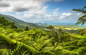 Tropical Paradises in Daintree National Park