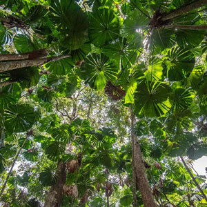 Underneath a canopy of tall, green trees