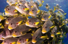 Fish in Great Barrier Reef