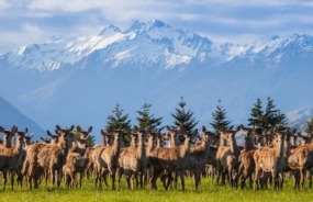 Deer at a high country station