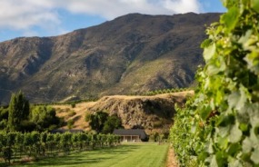 Queenstown vineyard