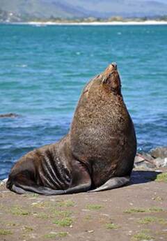 A fur seal resting by the sea in Otago Peninsula