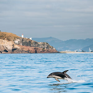 Dolphin off St Clair Beach with lighthouse at the back near Dunedin