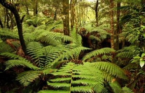 Tasmanian Rainforest