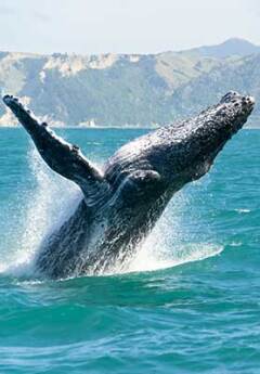 A whale splashes in the ocean near Kaikoura