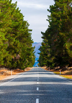 Driving through a tree tunnel, Cromwell, Otago