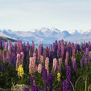 Spring lupins in Mt Cook National Park