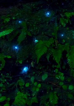 Vibrant blue glow worms in between leaves in Waitomo Caves