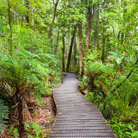 Wander through the magnificent Waipoua Forest