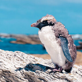 A penguin ruffles its feathers on the Kaikoura coast