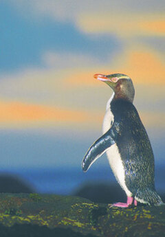 Otago Penguin, New Zealand