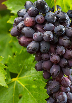 Central Otago wine, New Zealand