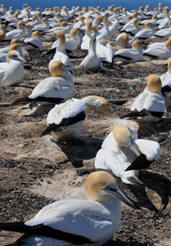 Gannet colony, Cape Kidnappers, New Zealand