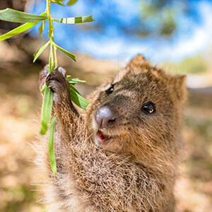 Quokka holding a branch
