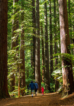 Family exploring Redwood forest North Island NZ