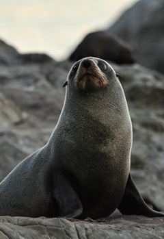 New Zealand fur seal on rocks at Kaikoura, New Zealand