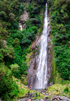 Image of Thunder Creek Falls near Haast Pass on the West Coast