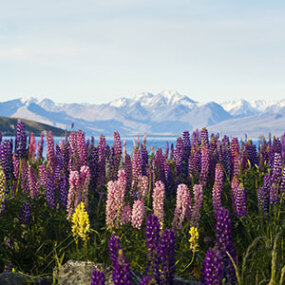 Mt Cook National Park in spring time