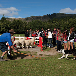 Visitors enjoying Agrodome tour, New Zealand