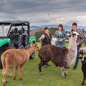 Image of lamas and visitors in Agrodome, New Zealand