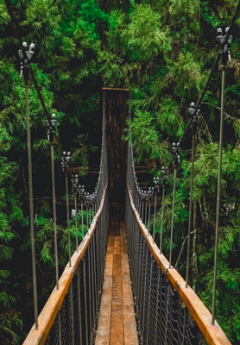 Swinging bridge in lush green forest